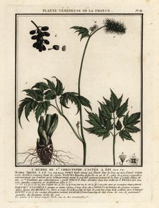 山莓，Actaea spicata。 作者 未知艺术家