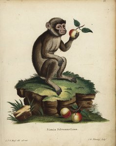 巴巴里猿或猕猴，Macaca sylvanus。濒危。Simia silvanus Linn.C.D. Henning 根据 C. J. G. Reuss 根据 Johann Christian Daniel Schreber 的《自然动物插图》绘制的自然插图绘制的手工彩色铜版画 作者 未知艺术家