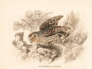 裸足猫头鹰，Margarobyas lawrencii（裸足夜枭，Scotophilus nudipes）。Georg Friedrich Treitschke 的自然历史画廊（位于 Liepzig 的 Naturhistorischer Bildersaal des Thierreiches）中的手工彩色钢板雕刻。 作者 未知艺术家