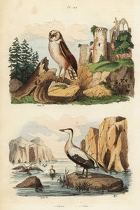 谷仓猫头鹰（Tyto alba）和凫鸭（Somateria mollissima）。 作者 不明