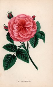 普雷沃斯特男爵夫人玫瑰，德斯普雷兹先生于 1843 年在梅隆附近的耶布勒培育的杂交品种。F. Grobon 根据 Hippolyte Jamain 和 Eugene Forney 的 "Les Roses"（《玫瑰花》）绘制并石版印刷的彩色石版画，巴黎，J. Rothschild 出版社。 作者 未知艺术家