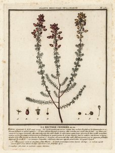 铃石楠，Erica cinerea。 作者 未知艺术家