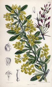 喜马拉雅山西部开黄花的小檗灌木。玛蒂尔达-史密斯（Matilda Smith，1854-1926 年）绘制，E. 贝茨平版印刷，载于约瑟夫-道尔顿-胡克的《柯蒂斯植物杂志》，由 L. 里夫和公司在英国伦敦出版。 作者 未知艺术家