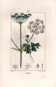 Berce ou charavie --兰伯特父子根据皮埃尔-让-弗朗索瓦-特平（1775-1840 年）的画作绘制的版画，选自《花卉医学》，de Chaumeton、Poiret et Chamberet，巴黎，1830 年 --普通猪笼草或牛香菜，Heracleum sphondylium --兰伯特父子绘制的版画。 作者 未知艺术家