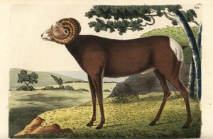 大角羊或加拿大绵羊Ovis canadensis。插图由理查德-波利多尔-诺德绘制并雕刻。乔治-肖和弗雷德里克-诺德的《博物学家杂录》中的手工彩色铜版雕刻，伦敦 作者 未知艺术家
