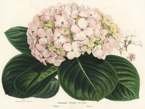 大叶绣球花，Hydrangea macrophylla (Hydrangea otaksa)。手绘彩色石版画，选自 Louis van Houtte 和 Charles Lemaire 的《欧洲花园和暖房之花》，Flore des Serres et des Jardins de l
