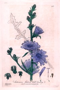 苦苣苔（Cichorium intybus）植物图版，选自 William Baxter 和 Charles Mathews 1841 年合著的《英国植物学》。 作者 未知艺术家