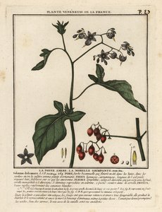 苦味夜来香，Solanum dulcamara。 作者 未知艺术家