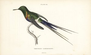 黑腹刺尾鸟，Discosura langsdorffi（兰斯多夫蜂鸟，Trochilus langsdorffii）。William Lizars 手工绘制的彩色钢板雕刻，选自 William Jardine 爵士的《博物学家图书馆》：鸟类学：蜂鸟》第 2 卷，爱丁堡，W.H. Lizars 著。 作者 未知艺术家