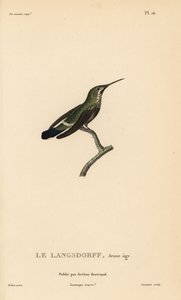 黑腹刺尾，Discosura langsdorffi（Ornismya langsdorfii）。未成年。Coutant 根据让-加布里埃尔-普雷特尔（Jean-Gabriel Pretre）的插图绘制的手工彩色钢版画，插图出自 Rene Primevere Lesson 的《蜂鸟科利布里属自然史》。 作者 未知艺术家