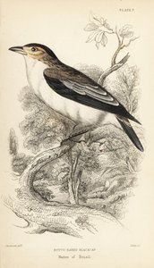 黑冠黑帽鸟，Tityra inquisitor（Rufos-eared black-cap，Psaris erythrogenys）。William Lizars 根据威廉-斯温森（William Swainson）的插图绘制的手绘钢版画，选自威廉-怡和爵士的《博物学家图书馆》：鸟类学：捕蝇鸟，爱丁堡 作者 未知艺术家