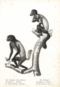 黑头uakari，Cacajao melanocephalus ouakary (Brachyurus ouakari) 和棕背胡须崎，Chiropotes israelita (Brachyurus israelita)。卡尔-约瑟夫-布罗德特曼（Karl Joseph Brodtmann）绘制的石版画，选自海因里希-鲁道夫-申茨（Heinrich Rudolf Schinz）的《动物自然史图解》（Z 作者 未知艺术家