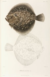 黑海多宝鱼 作者 不明