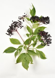 欧洲黑接骨木的黑色浆果 作者 未知艺术家