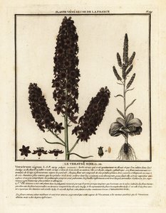 黑色假藜芦，Veratrum nigrum。 作者 未知艺术家