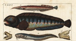 黑鳍地牢 - 克里特暹罗鱼（或 Petite Masta、Ocellee Eel、喇叭鳗或刺鳗） - 狼鱼 - 大蛇鳢 Ophidion barbatum 73、小刺鳗 Macrognathus aculeatus 74、狼鱼 Anarhichas lupus 75 及其下颌和牙齿 76、77。手工 作者 未知艺术家