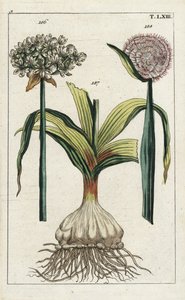 黑蒜（黑蒜），Allium nigrum 186，洋葱，Allium cepa，球茎 187 和花 188。G. T. Wilhelm 的 "Unterhaltungen aus der Naturgeschichte"（《自然历史百科全书》）中一幅植物插图的手工彩色铜版雕刻 作者 未知艺术家