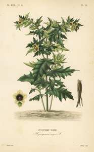Black henbane 或恶臭的茄属植物、Hyoscyamus niger、Jusquiame noire 作者 不明