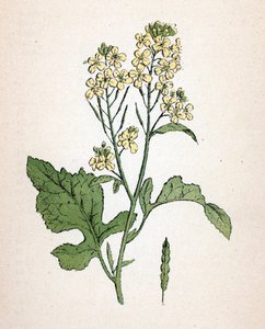 保罗-哈里奥特《药用植物彩色图集》中的黑芥菜植物图版 作者 未知艺术家