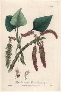 黑杨或法兰克白杨，liard 或 piboule（黑杨）--艾萨克-罗素绘制的植物图版，查尔斯-马修斯雕刻，选自威廉-巴克斯特（1788-1871 年）的《英国植物现象》。 作者 未知艺术家