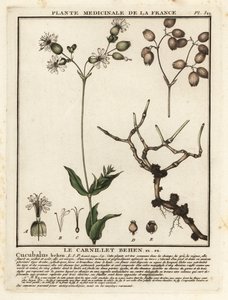 膀胱营，Silene vulgaris。 作者 未知艺术家