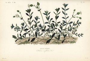 膀胱刺芹，Silene vulgaris, Silene inflata, Silene renfle 作者 不明