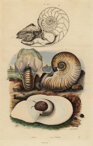 Bladder moon snail, Neverita didyma 1, crusty nautilus, Nonion umbilicatulum 2, and chambered nautilus, Nautilus pompilius 3,4 作者 不明