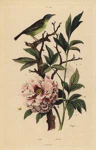 蓝头扇尾，Rhipidura cyaniceps 1和牡丹，Paeonia suffruticosa 2 作者 不明