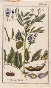 植物学：豆科植物，有花、叶和豆荚中的豆子，即蚕豆。B. Thanner 根据 Johannes Zorn 的 "Icons plantarum medicinalium "绘制的手工彩色铜版画，德国 作者 未知艺术家
