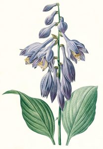 植物学插图/红豆杉/红豆杉 作者 不明