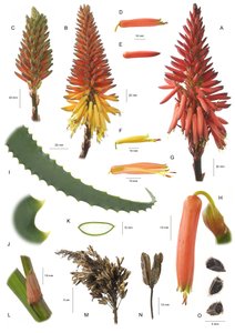 植物板/Aloe arborescens/Aloe arborscens 作者 不明
