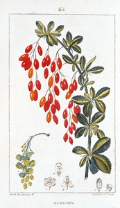 植物板/小檗 sp/小檗脊椎 作者 不明