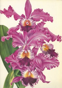 植物板/Cattleya labiata var. Perfecta/Lindenia 作者 不明