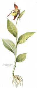 Botanical board/Cypripedium calceolus/Venus