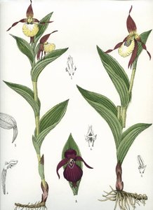 植物板/Cypripedium calceolus/金星的蹄 作者 不明