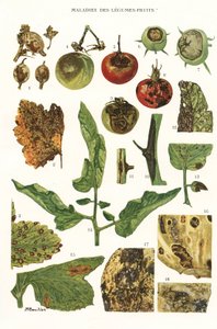 Botanical board/Fruit vegetable diseases 作者 不明