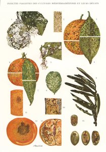 植物板/地中海作物害虫 作者 不明