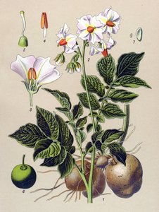 植物板，马铃薯植物，马铃薯（Solanum tuberosum）
