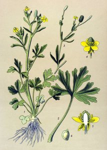 植物板。 静脉（有毒）：毛茛或芹菜叶毛茛 (Ranunculus sceleratus) 作者 未知艺术家