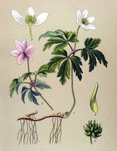 植物板。 有毒（有毒）和药用植物：银莲花（Anemone sylvie）或林中银莲花（Anemone nemorosa） 作者 未知艺术家
