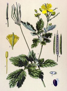 植物板。 静脉（有毒）和药用植物：白屈菜碱或大白屈菜碱（Chelidium majus） 作者 未知艺术家