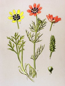 植物板。 静脉（有毒）和药用植物：夏季阿多尼斯（Adonis aestivalis） 作者 未知艺术家