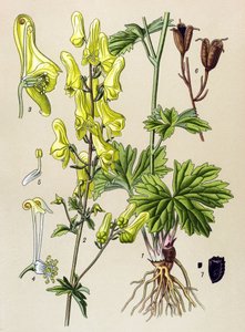 植物板。静脉（有毒）和药用植物：狼杀（Aconitum lycoctonum） 作者 未知艺术家