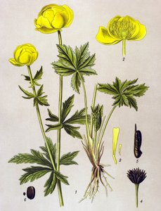 植物板。静脉植物（有毒）：欧洲巨蜥（Trollius europaeus） 作者 未知艺术家