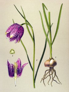 植物板。静脉植物（有毒）：珍珠鸡或 "珍珠鸡"（Fritillaria meleagris） 作者 未知艺术家
