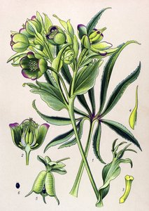 植物板。静脉植物（有毒）： Hellebore fetide 或 ellebore fetide（Helleborus foetidus） 作者 未知艺术家