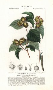 植物板：榛子和榛果 - 美洲榛子，Corylus americana，原产于北美洲。1837 年 Jussieu 的《自然科学词典》中的手工彩色铜版stipple 版画。斯坦吉雕刻，皮埃尔-让-弗朗索瓦-特绘制 作者 未知艺术家