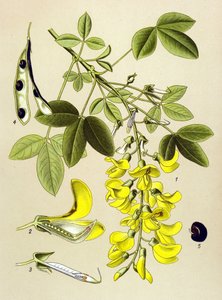 植物板、植物：常见金链花或假乌木 (Cytisus Laburnum) 作者 未知艺术家