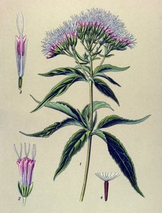Botanical board, plant: Hemp-leaved eupatorium (Eupatorium cannabinum) 作者 未知艺术家