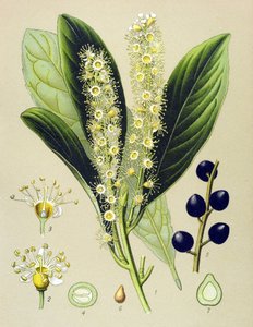 植物板，植物：樱桃月桂（Prunus Laurocerasus） 作者 未知艺术家